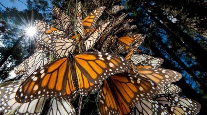 bc52fab711c45d6_7030cd8aed6ed68d5a7a9fe43ef003b0