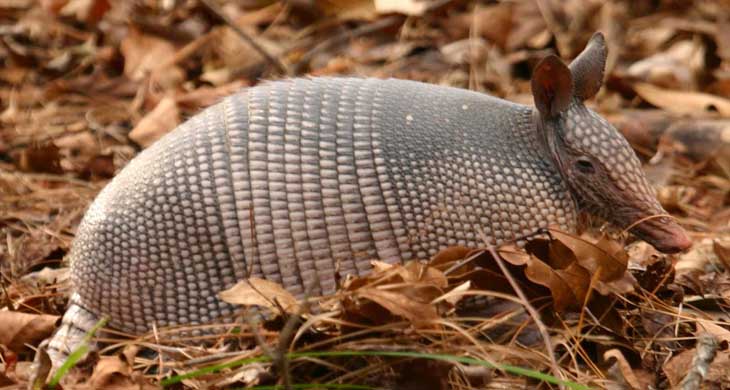 armadillo2_5