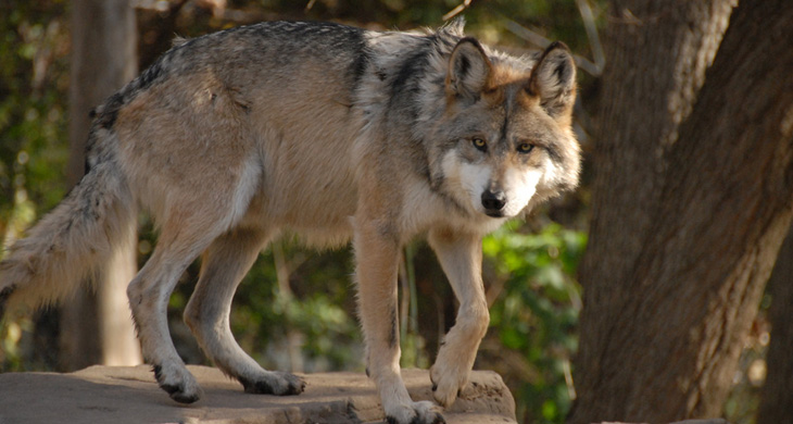 gwfg_canis_lupus_baileyi