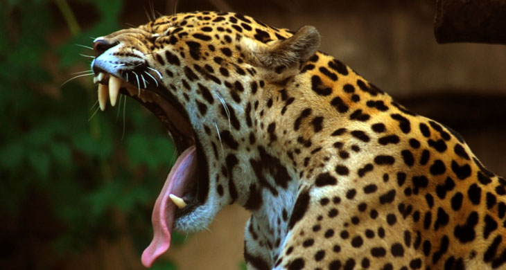 panthera_onca_at_the_toronto_zoo_2