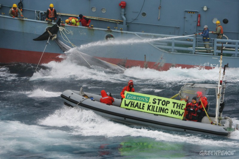 Greenpeace activists try to hinder the transfer of whales from a catcher ship to the Nisshin Maru whaling factory ship. Southern Ocean, 11.01.2006