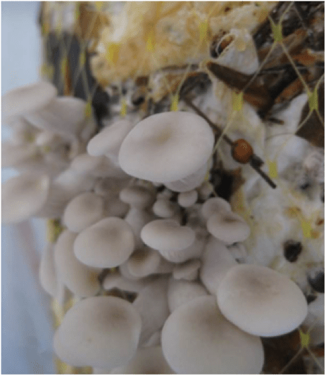 fructificacio-n-en-los-pan-ales-con-paja