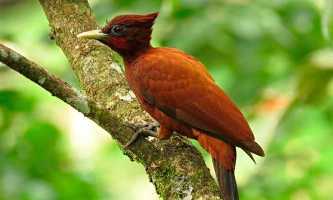 Colombia exhibe potencial en turismo de avistamiento de aves en Inglaterra